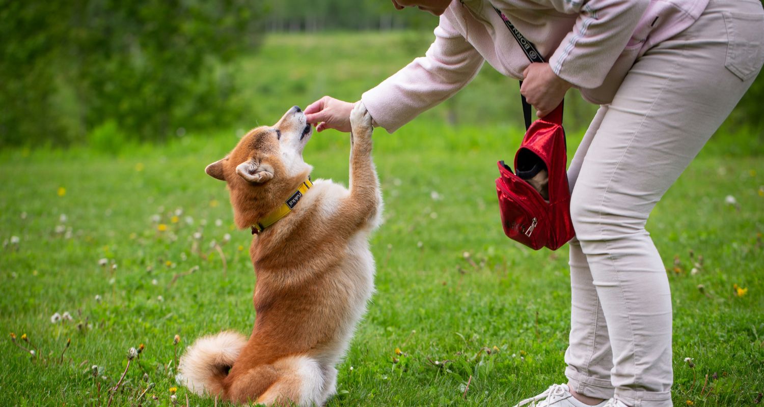 Human giving a Shiba Inu a vitamin with the paw on the human - What Human Vitamins Can I Give My Dog