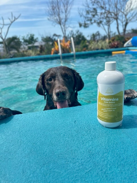 Liquid Vitamins for Dogs