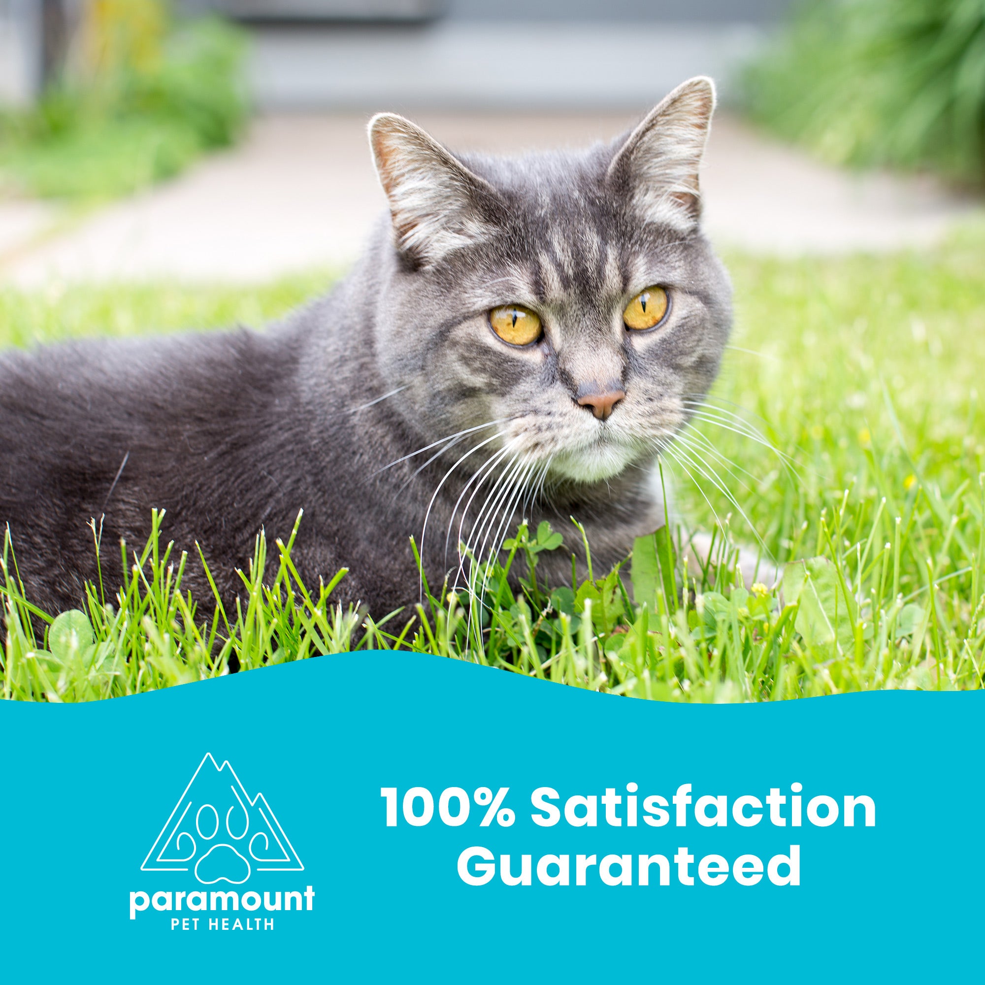 https://www.paramountpethealth.com/cdn/shop/products/omega-3-fish-oil-for-dogs-and-cats-16oz-6.jpg?v=1658936697